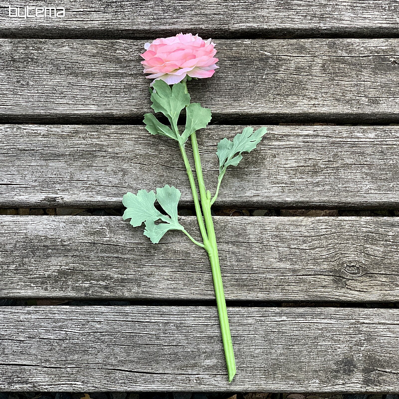 ROSE ROSE