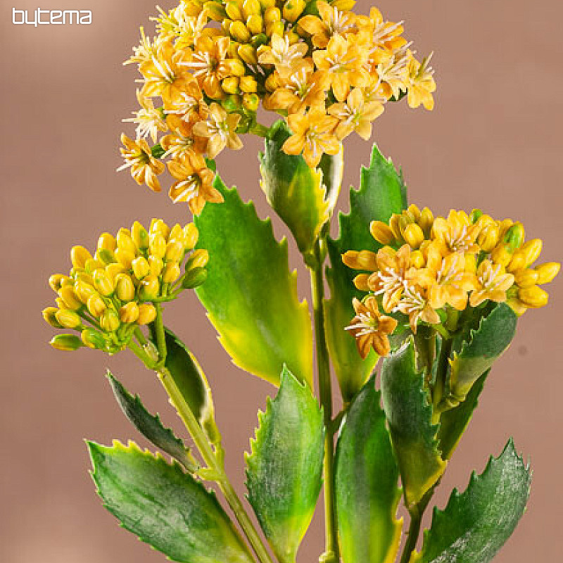 JAUNE KALANCHOÉ