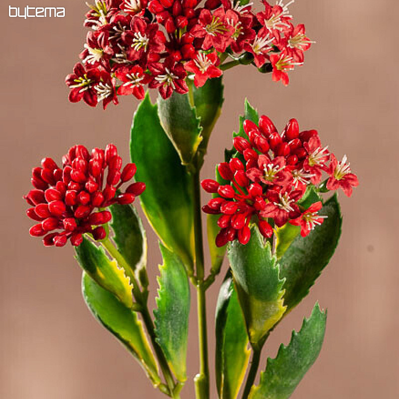 KALANCHOÉ ROUGE
