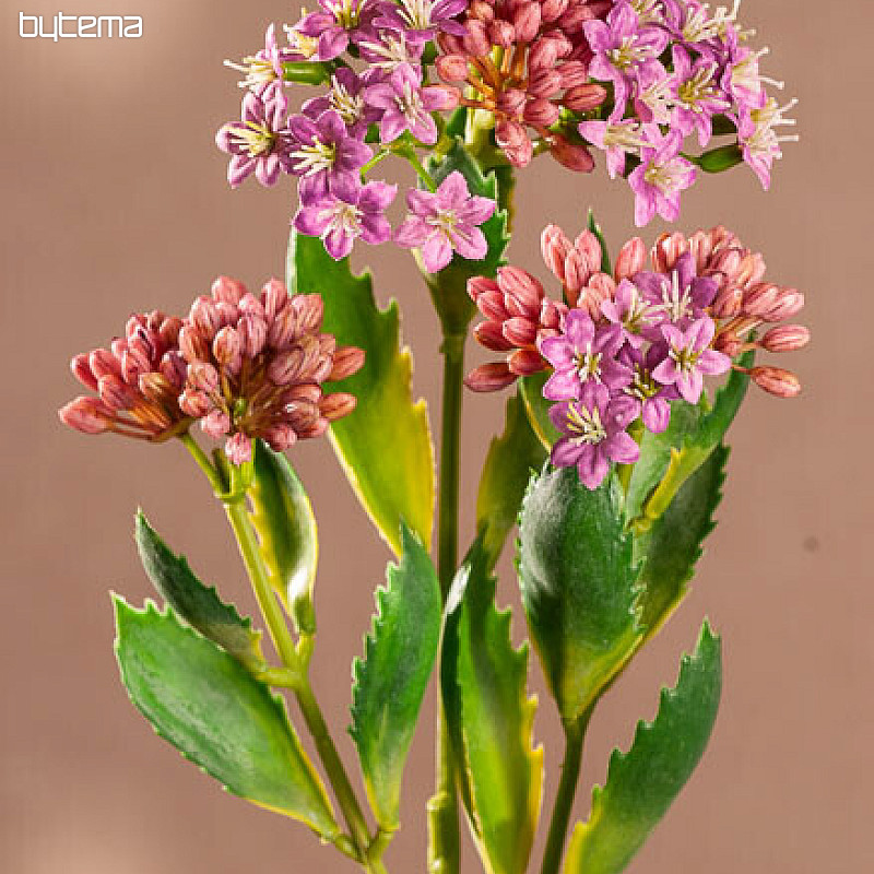 KALANCHOÉ VIOLET