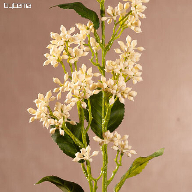 WHITE VIBURNUM TINUS