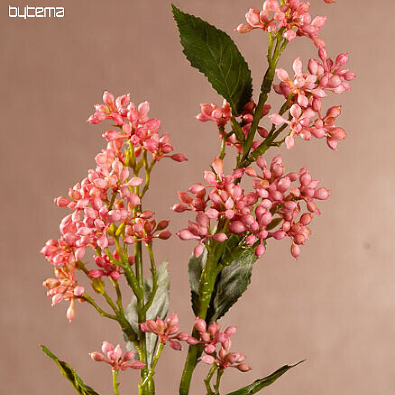 VIBURNUM TINUS ROSE