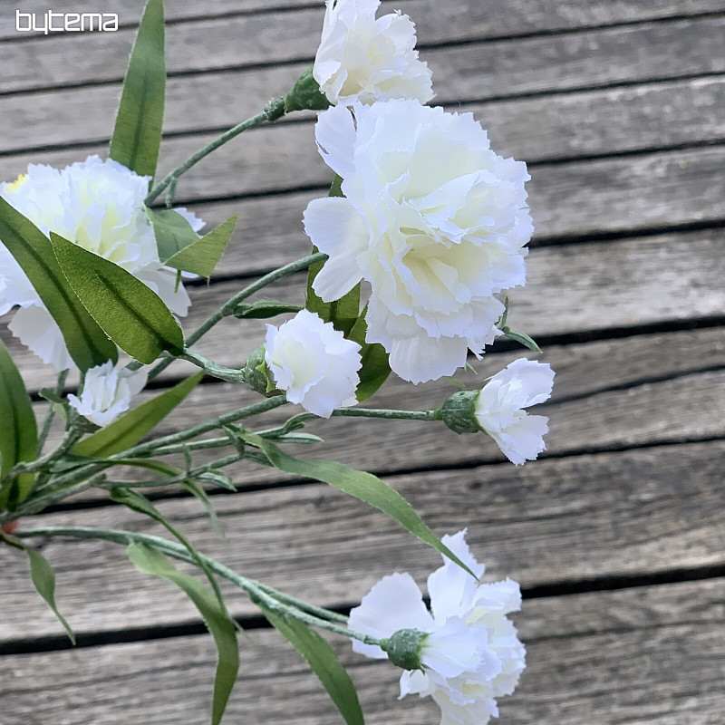 OEILLET BLANC