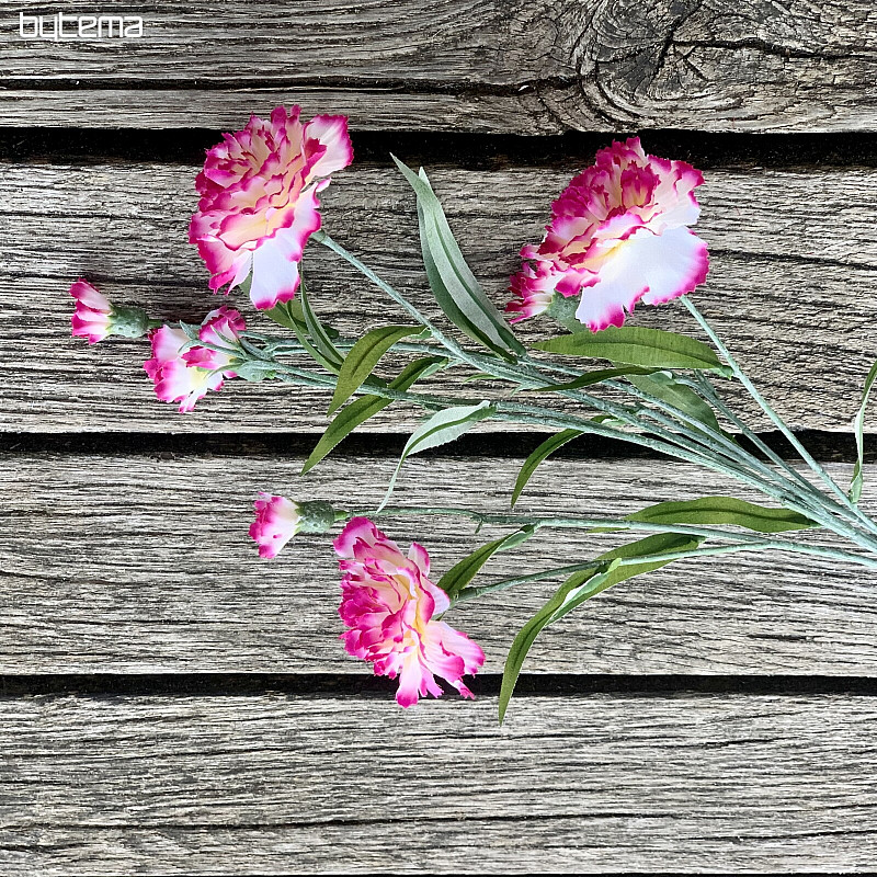 OEILLET rose et blanc