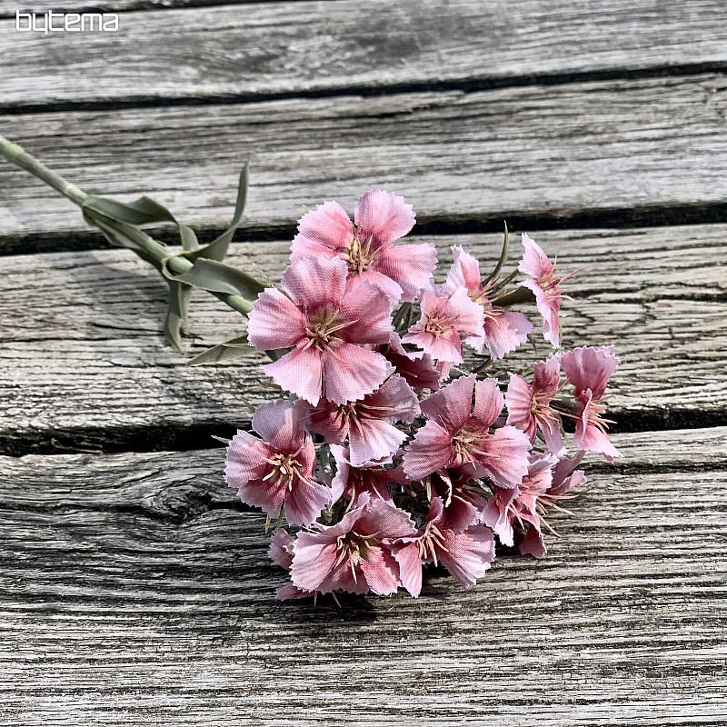 ŒILLET ROSE
