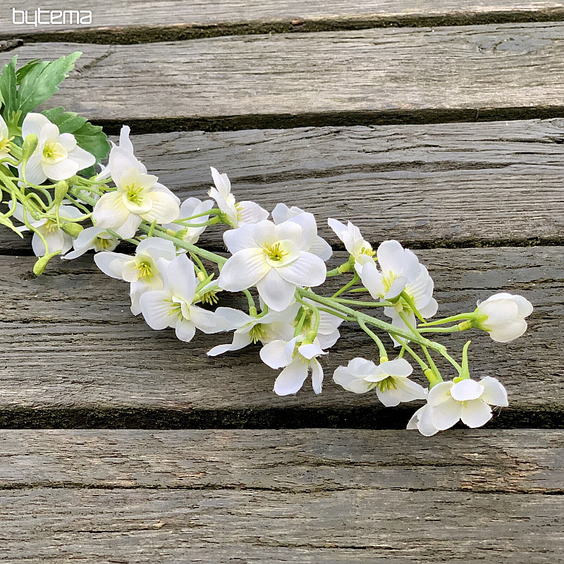 DELPHINIUM BLANC