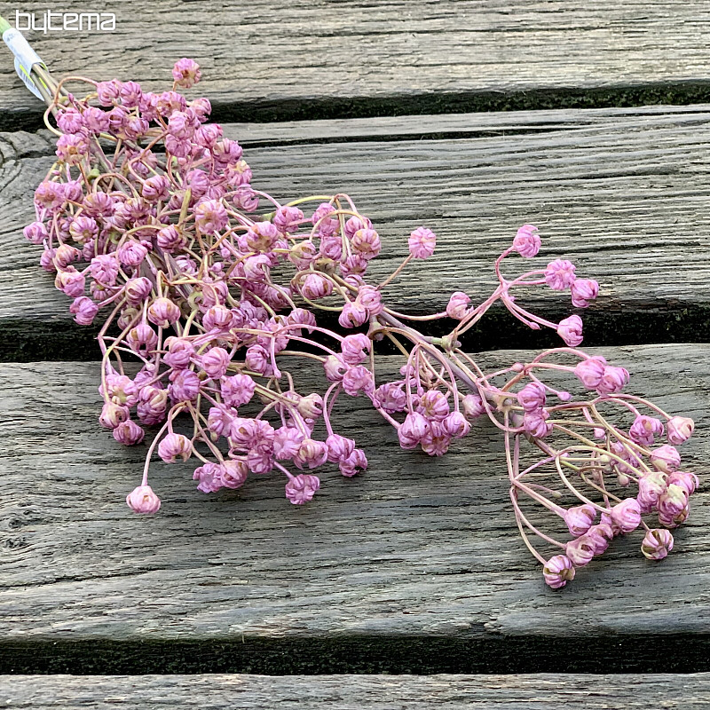 GYPSOPHYLLA VIOLETTE