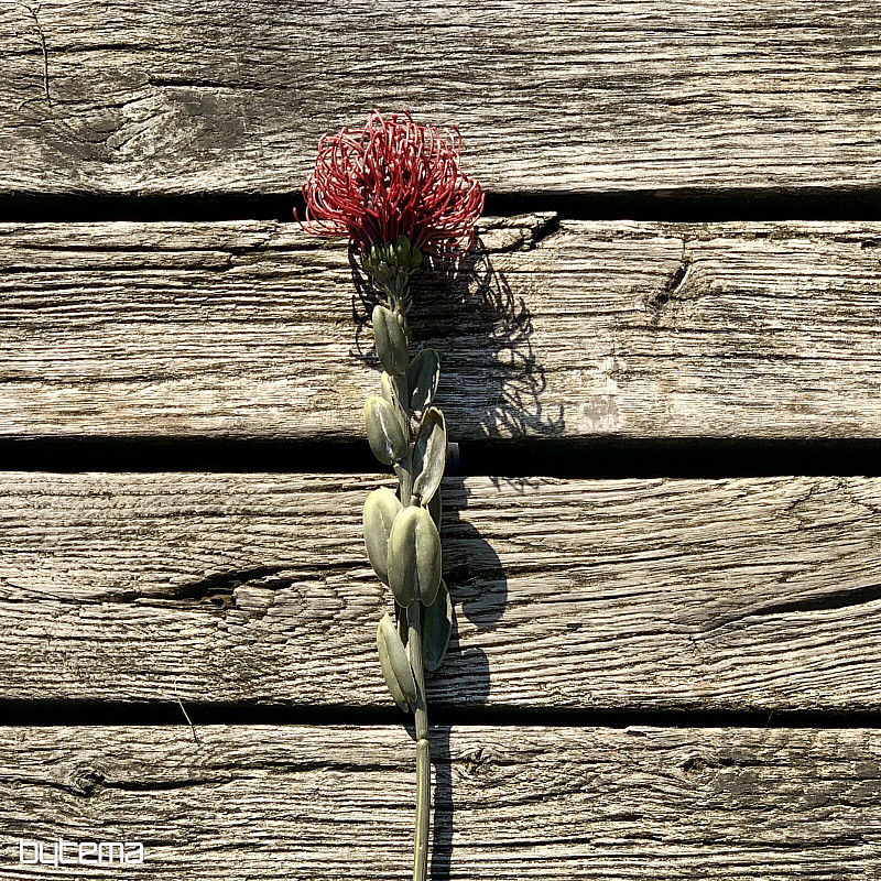 PETITE PROTEA ROUGE SÈCHE