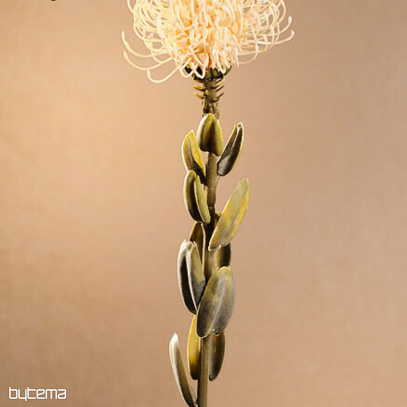 PETITE PROTEA BLANCHE SÈCHE