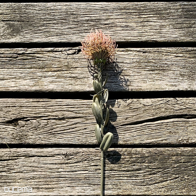 PETITE PROTEA SÈCHE ROSE