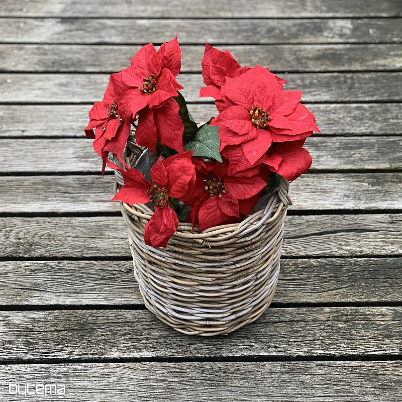 Rose de Noël TRS ROUGE