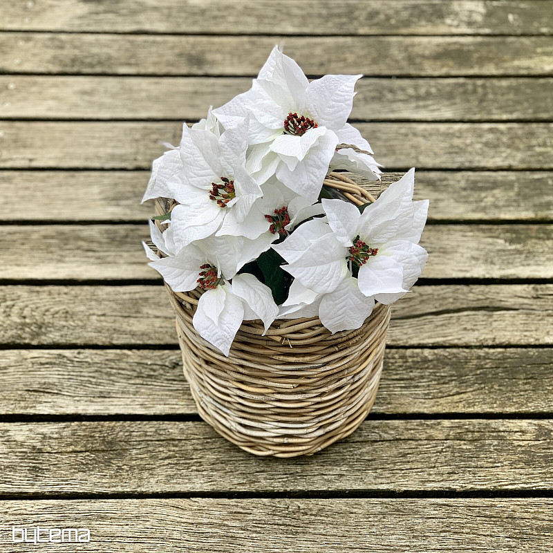 Rose de Noël TRS BLANC
