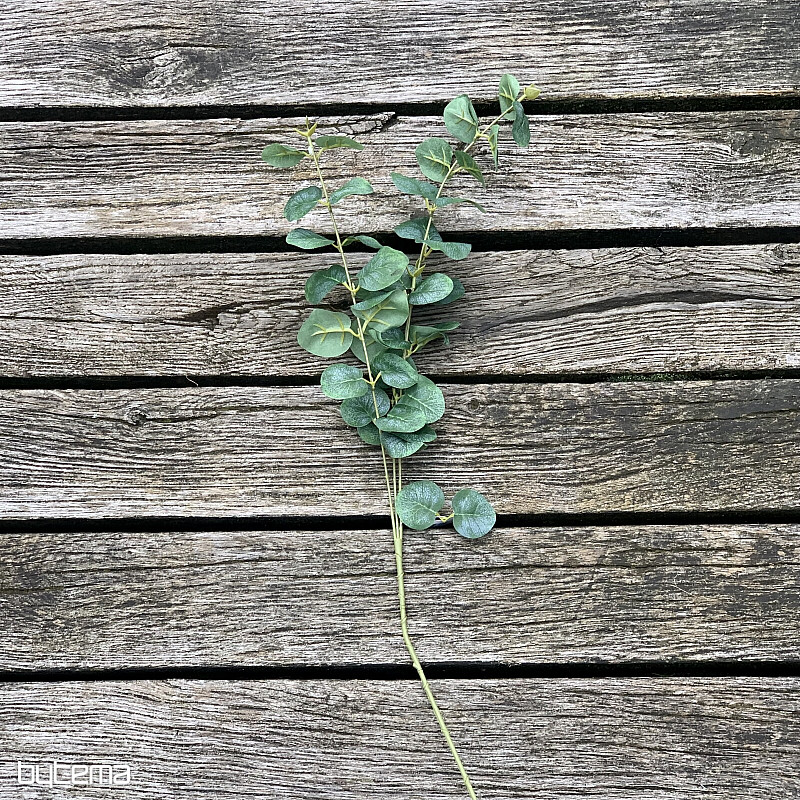 EUCALYPTUS