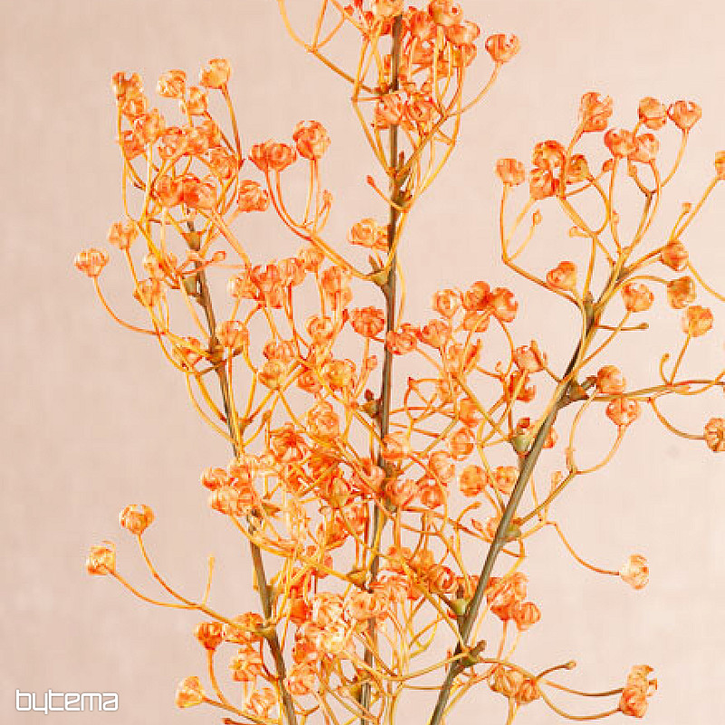 GYPSOPHYLLE ORANGE
