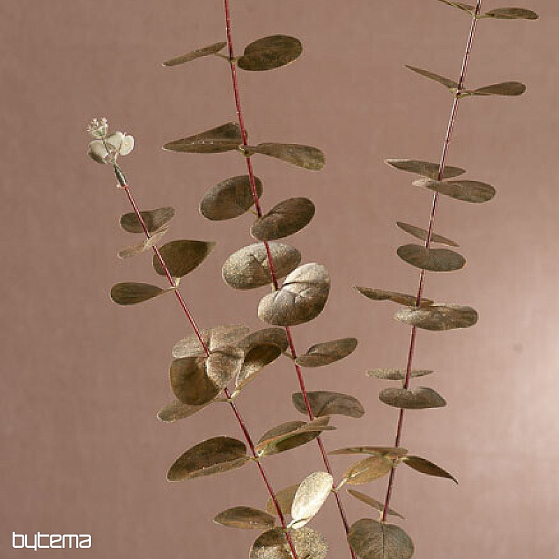 EUCALYPTUS doré