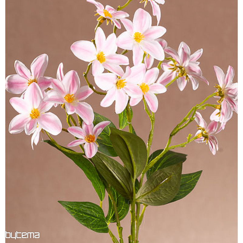 CLÉMATIS ROSE ET BLANC