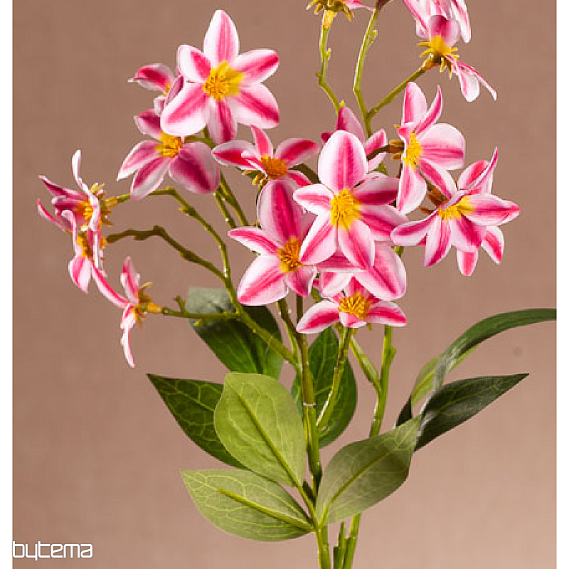 CLÉMATIS ROUGE-BLANC