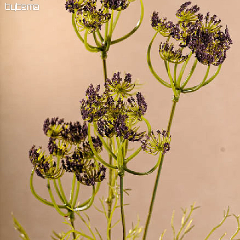Aneth violet 80 cm