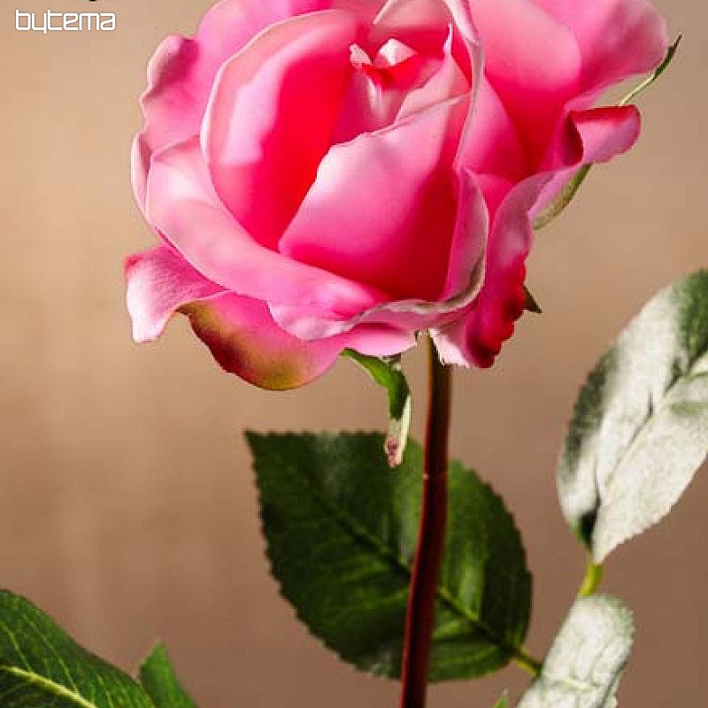Rose sacrée 67 cm