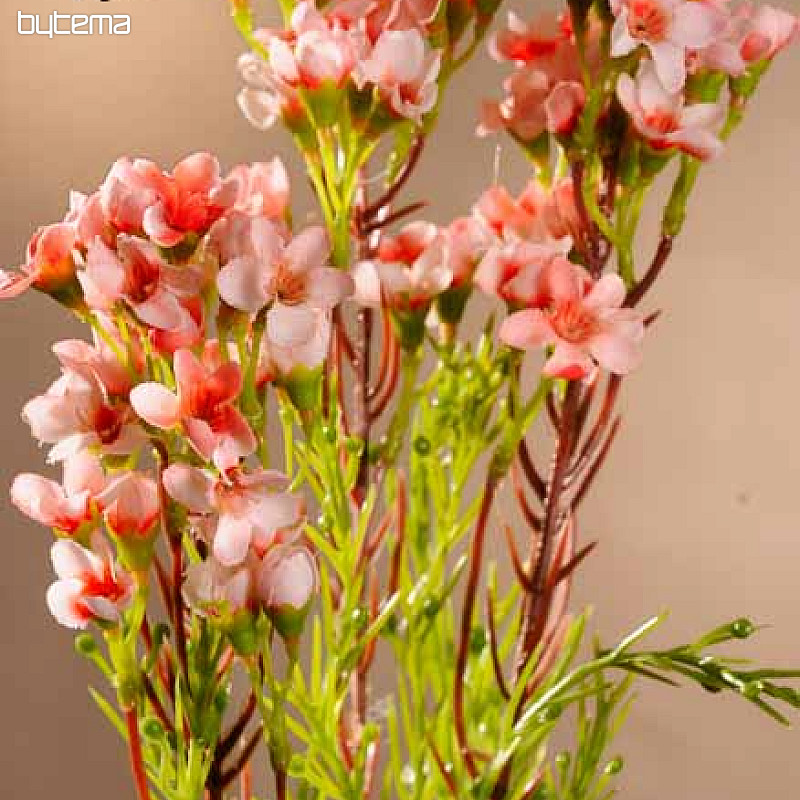 Waxflower rose sacré 79 cm