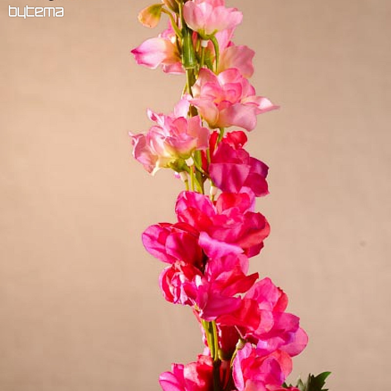 Delphinium bordeaux 79 cm