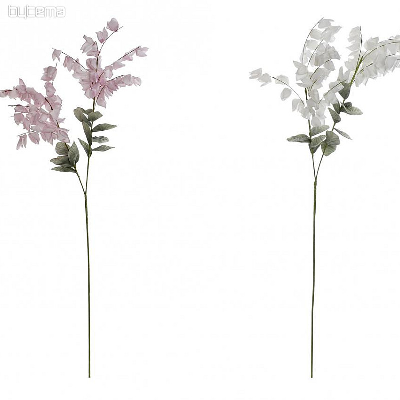 Glycine 126 cm