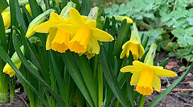 La magie de l’anticipation du printemps ou l’inspiration de Pâques