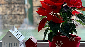 Ménage de Noël de dernière minute ? Nous vous conseillerons !