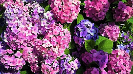 HORTENSIA