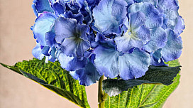 De belles fleurs d&#39;HORTENSIERS !