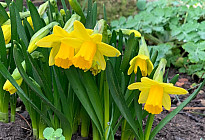 La magie de l’anticipation du printemps ou l’inspiration de Pâques
