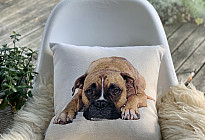 Pour les amoureux des animaux - une douceur qui vous apprivoisera