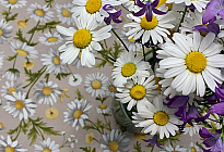 Fleurs printanières pleines de couleurs et de parfums