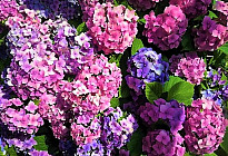 HORTENSIA