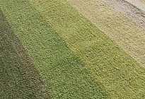 Tapis tissés