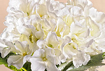 De belles fleurs d&#39;HORTENSIERS !