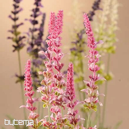 Bouquet de lavande de jardin 46 cm violet