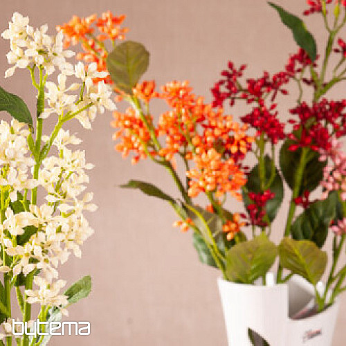 WHITE VIBURNUM TINUS