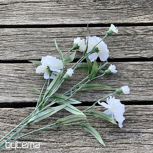 OEILLET BLANC