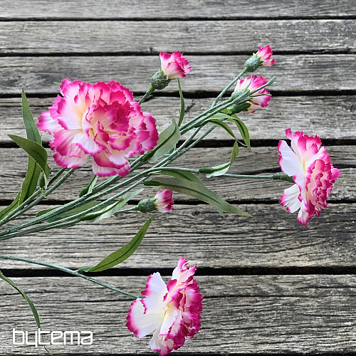 OEILLET rose et blanc