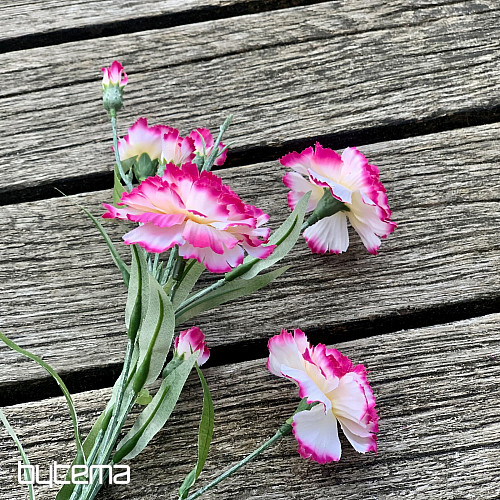 OEILLET rose et blanc