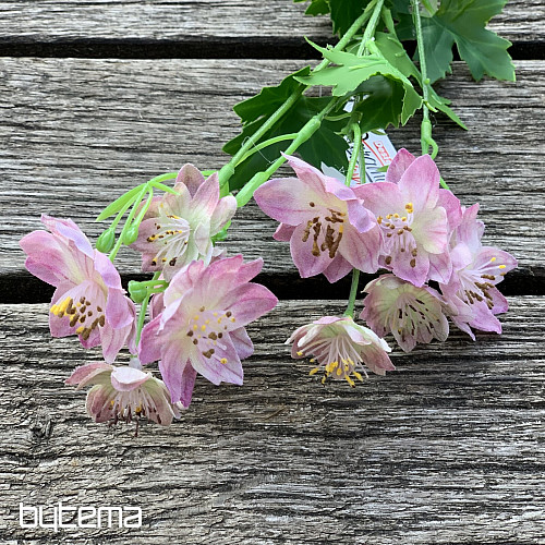 FLEUR SAUVAGE ROSE