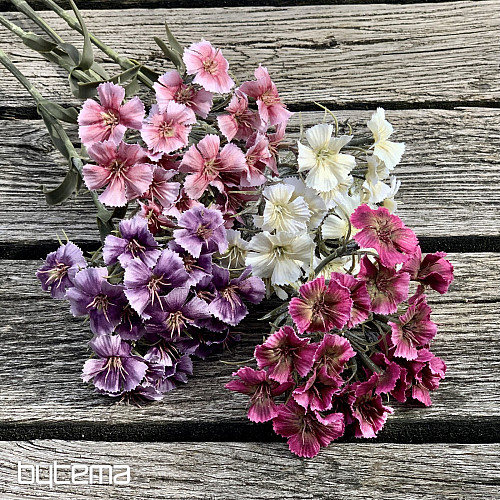ŒILLET VIOLET