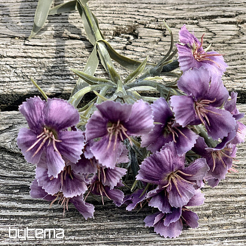 ŒILLET VIOLET