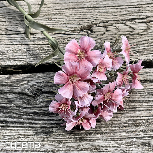 ŒILLET ROSE