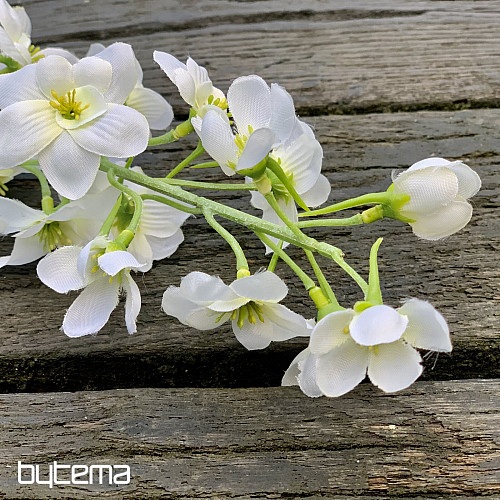 DELPHINIUM BLANC