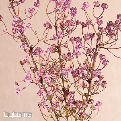 GYPSOPHYLLA VIOLETTE