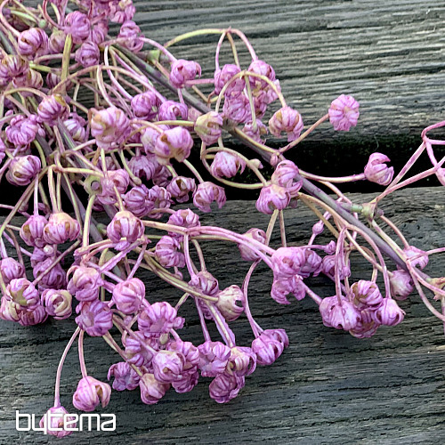 GYPSOPHYLLA VIOLETTE