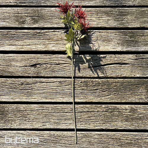 HOUX DE MER SAUVAGE SEC ROUGE