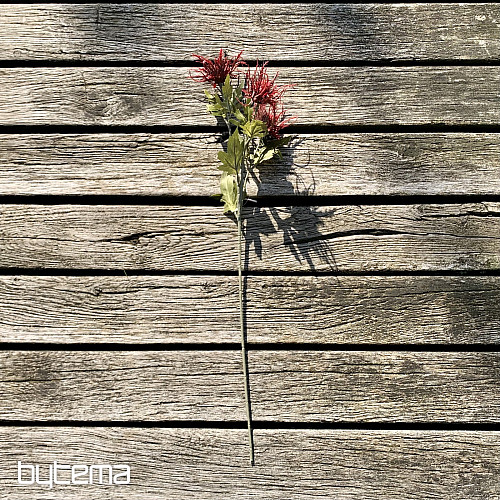 HOUX DE MER SAUVAGE SEC ROUGE